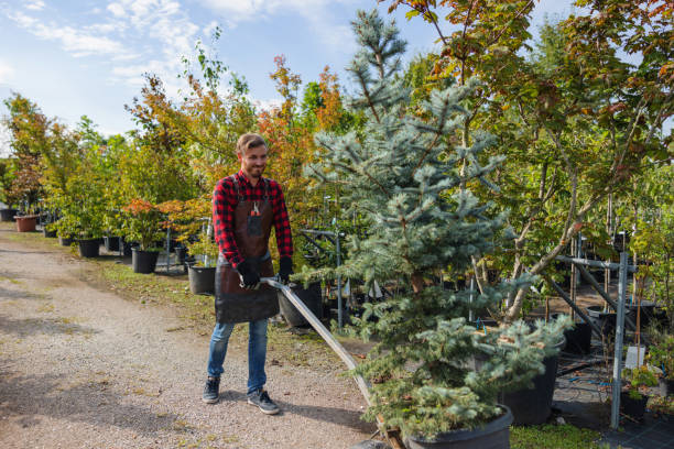 Best Storm Damage Tree Cleanup  in Lake Lifornia, CA